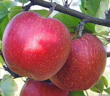 Яблуня Ред Топаз