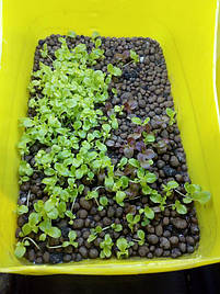 Салат-микрозелень на Green Kit 4