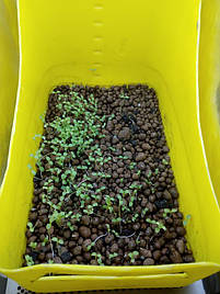 Салат-микрозелень на Green Kit 3