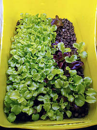 Салат-микрозелень на Green Kit 5