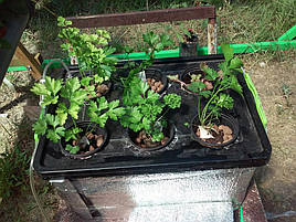 Выращивание петрушки в DWC-системе гидропоники 2