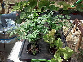 Выращивание петрушки в DWC-системе гидропоники 3