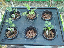 Выращивание петрушки в DWC-системе гидропоники 4