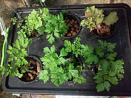 Выращивание петрушки в DWC-системе гидропоники 5