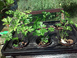 Выращивание петрушки в DWC-системе гидропоники 6