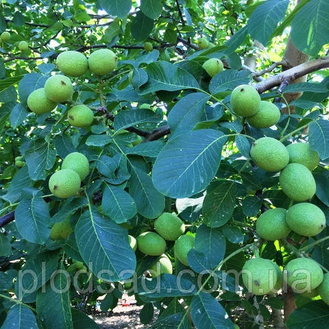 Волоський горіх Chandler