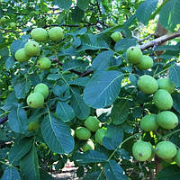 Волоський горіх Chandler