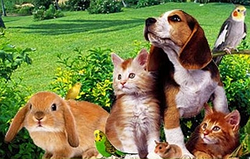 Будь вихованця вибрати для себе?