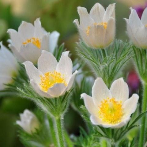 Простріл сон-трава біла (Pulsatilla alba) 