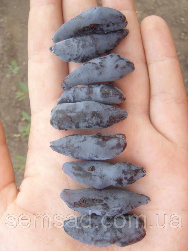 Жимолость їстівна Богчарский Великан ( саджанці 2 роки)