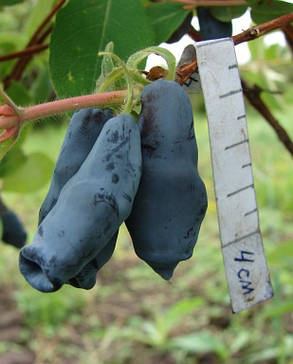 Жимолость їстівна "Дельфін"( саджанці 3 роки), фото 1