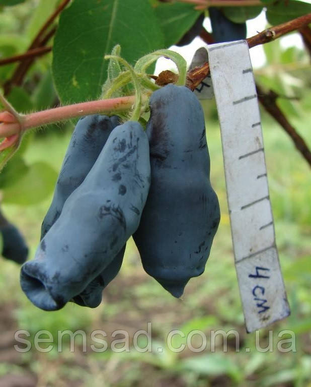 Жимолость їстівна "Дельфін"( саджанці 3 роки)