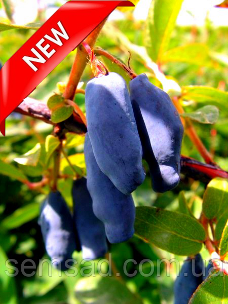 Жимолость їстівна Модри Тріумф \ Lonicera kamtschatica 'Modry Triumph' ( саджанці 2 роки)