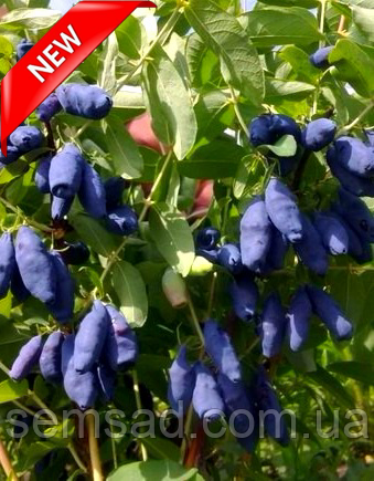 Жимолость їстівна Німфа \ Lonicera kamtschatica 'Nimfa ( саджанці 3 роки)