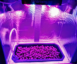 Зелень в системе аквапоники на Green Kit 5