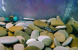 Зелень в системе аквапоники на Green Kit 6