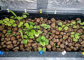 Зелень в системе аквапоники на Green Kit 8