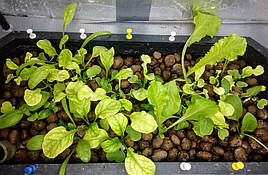Зелень в системе аквапоники на Green Kit 9