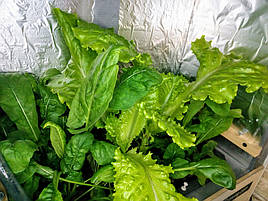 Зелень в системе аквапоники на Green Kit 10