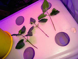 Гидропоника на чердаке на удобрениях Green Kit 2