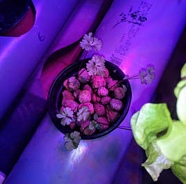 Гидропоника на чердаке на удобрениях Green Kit 7