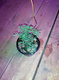 Гидропоника на чердаке на удобрениях Green Kit 10