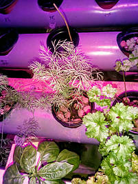 Гидропоника на чердаке на удобрениях Green Kit 11