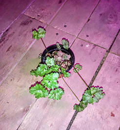 Гидропоника на чердаке на удобрениях Green Kit 12