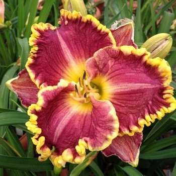 Лійник Daria кореневище, фото 1