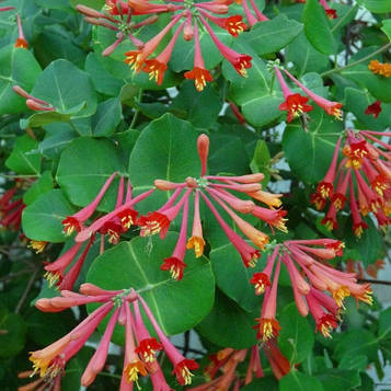 Саджанець жимолость Брауна (контейнер)