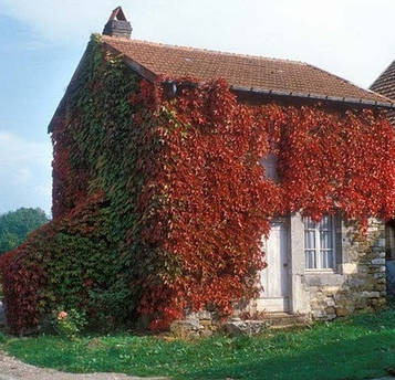 Дівочий виноград (контейнер)