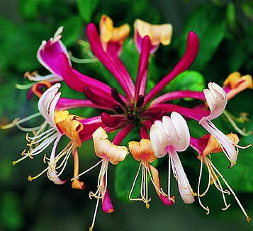 Жимолость Серотин (контейнер)