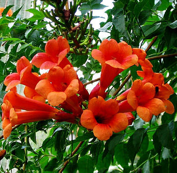 Кампсис Текома (контейнер)