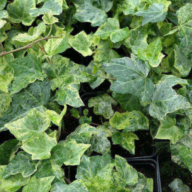 Саджанці Плюща Мармуровий (Hedera helix marmorata), фото 1