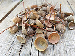 Шапочки жолудів для творчості та декору 50 шт\уп