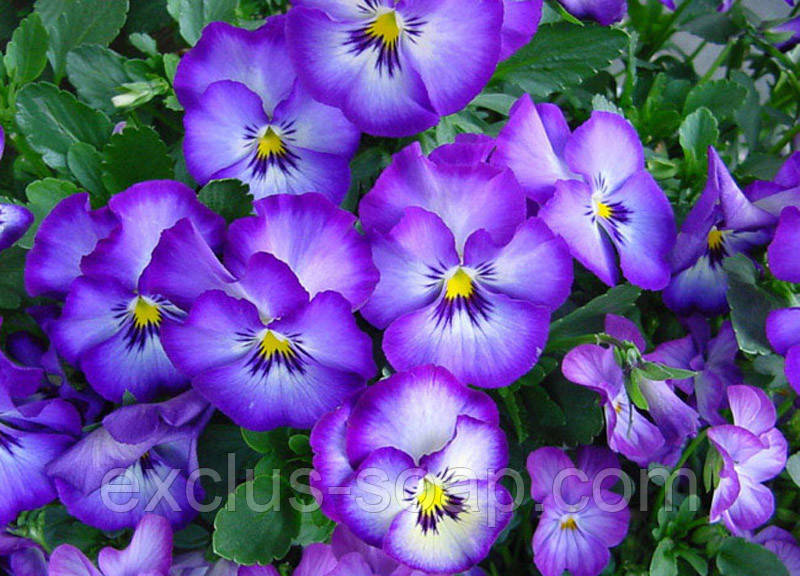 Фіалка отдушка-10 мл, фото 1