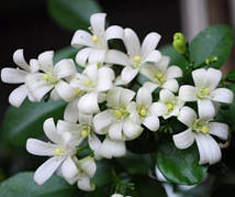 Мурайя маєтчаста