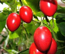 Тамарило або томатне дерево 