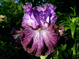 Ірис Ball Of Confusion Бол Оф Конфьюжен (ERNST 04) (саджанці)