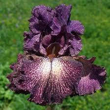 Ірис Dark Drama Дарк Драма (Keppel 2005) (саджанці)