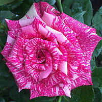 Саженцы чайно-гибридной розы Пинк Интуишн (Rose Pink Intuition)