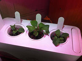 Руккола в системе DWC под LED-освещением / Click and Grow 2