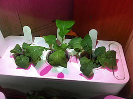 Руккола в системе DWC под LED-освещением / Click and Grow 3