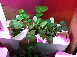 Руккола в системе DWC под LED-освещением / Click and Grow 4