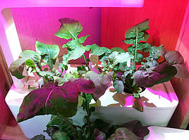 Руккола в системе DWC под LED-освещением / Click and Grow 5