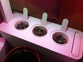 Руккола в системе DWC под LED-освещением / Click and Grow 7