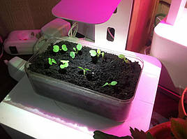 Руккола в системе DWC под LED-освещением / Click and Grow 8