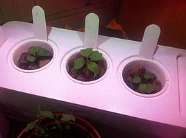 Руккола в системе DWC под LED-освещением / Click and Grow 9
