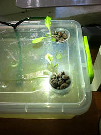 Салат одесский кучерявец, выращивание в DWC системе гидропоники в подвале 3