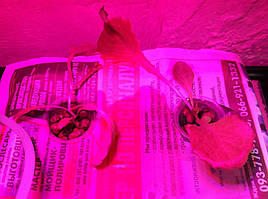 Салат одесский кучерявец, выращивание в DWC системе гидропоники в подвале 11